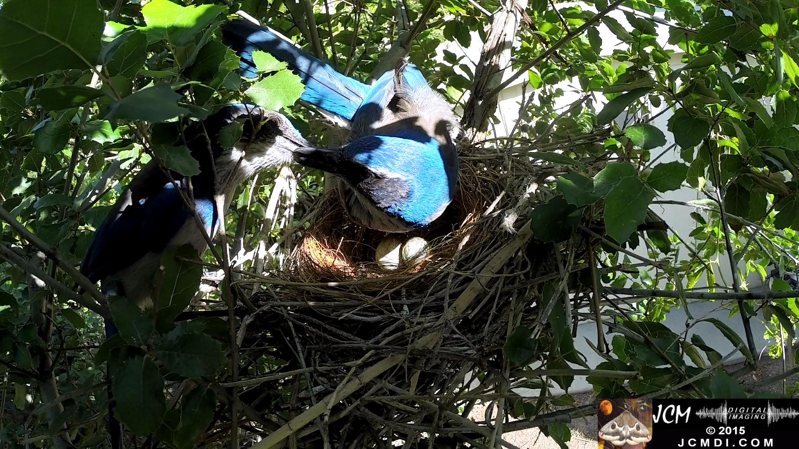 Scrub Jay nest and activity GoPro Hero3+ Black 3-3132015 Santa Clarita JCMDI.COM